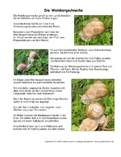 Weinbergschnecke-Steckbrief.pdf